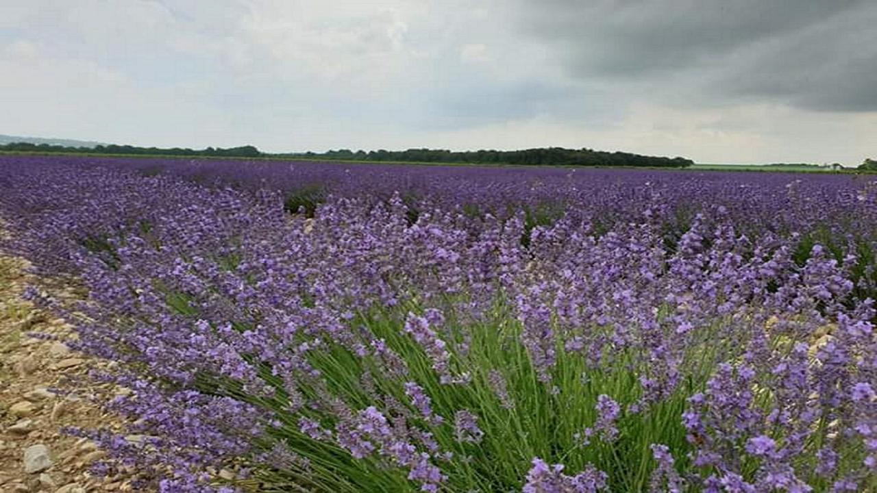 Gite La Joliette Et Le Chesnaie Grillon エクステリア 写真